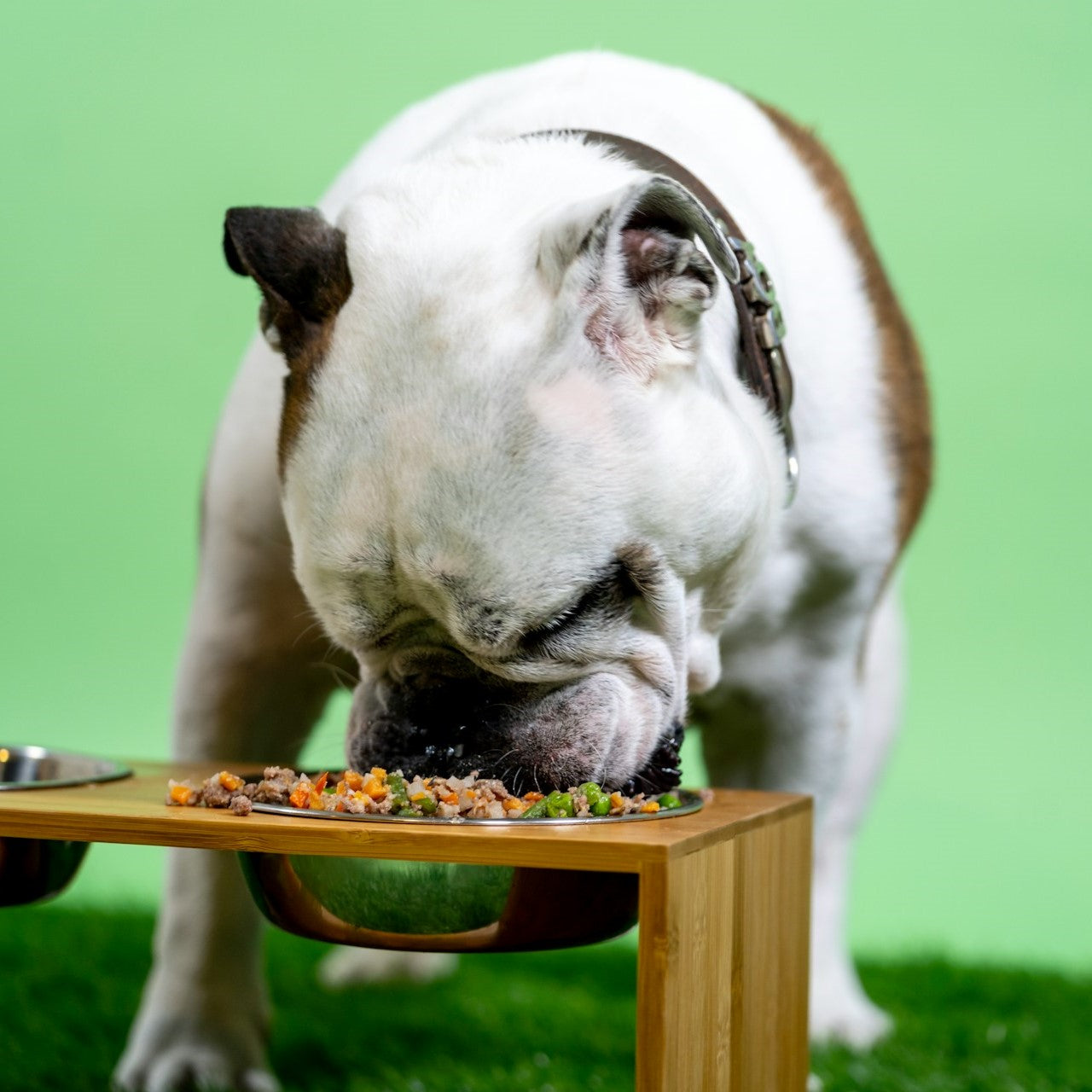 Dog Food & Nutrition