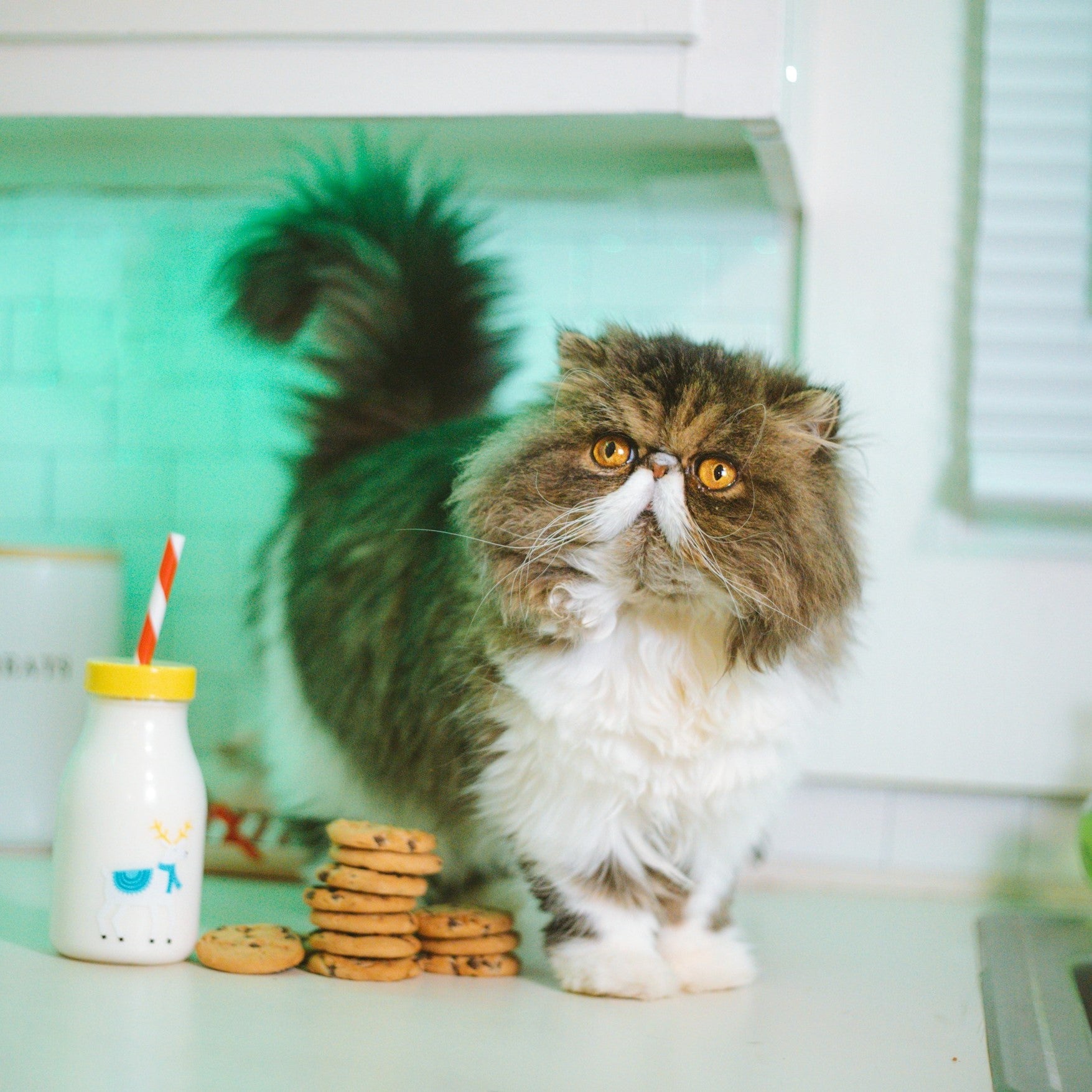 Cat Treats & Snacks