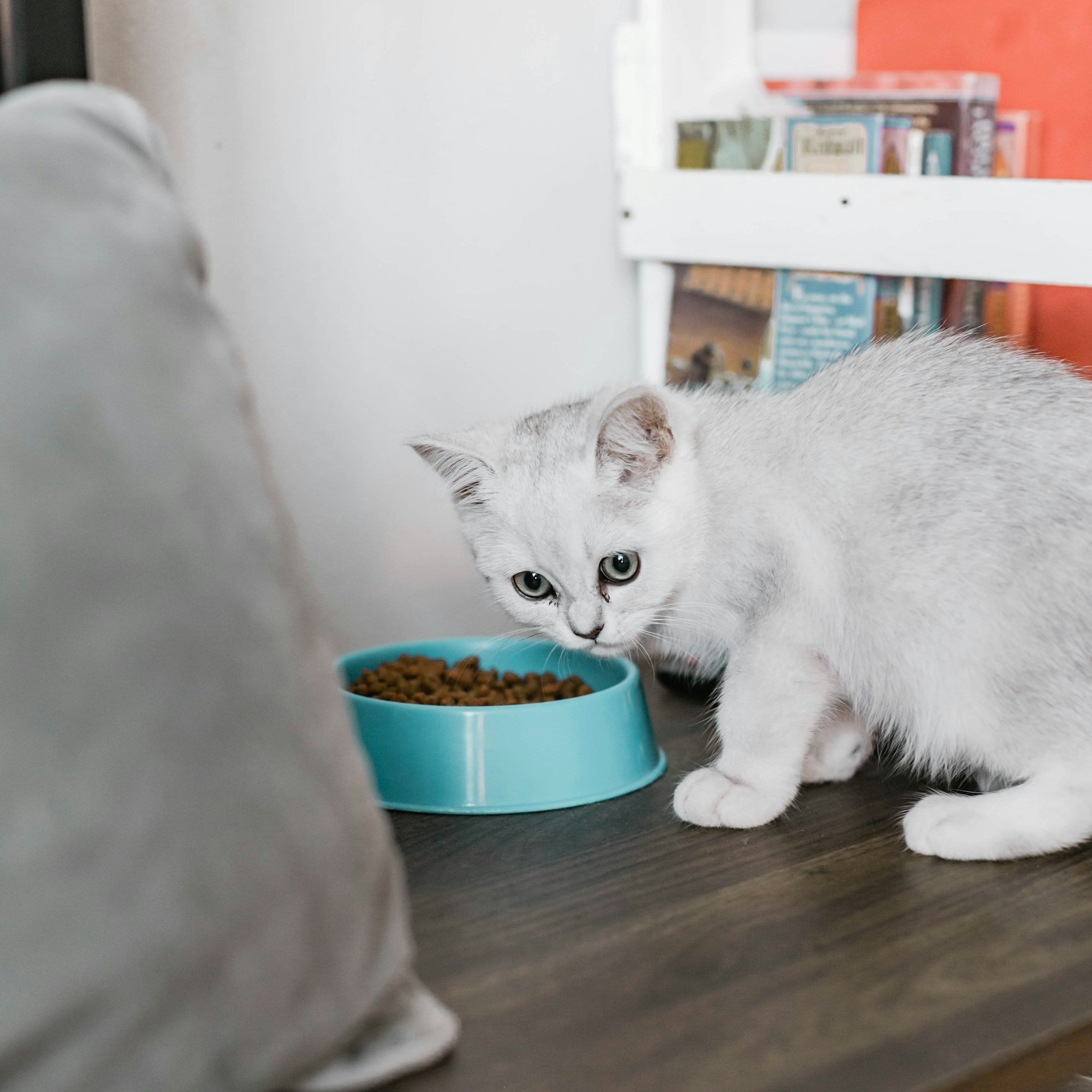 Cat Food & Nutrition